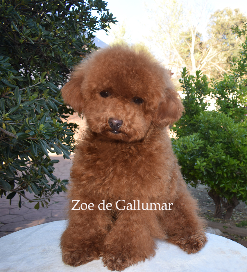 Cachorros de canichetoy preciosos