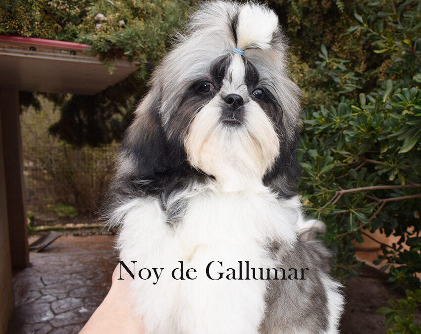 Cómo elegir un Shih Tzu sano y equilibrado en España