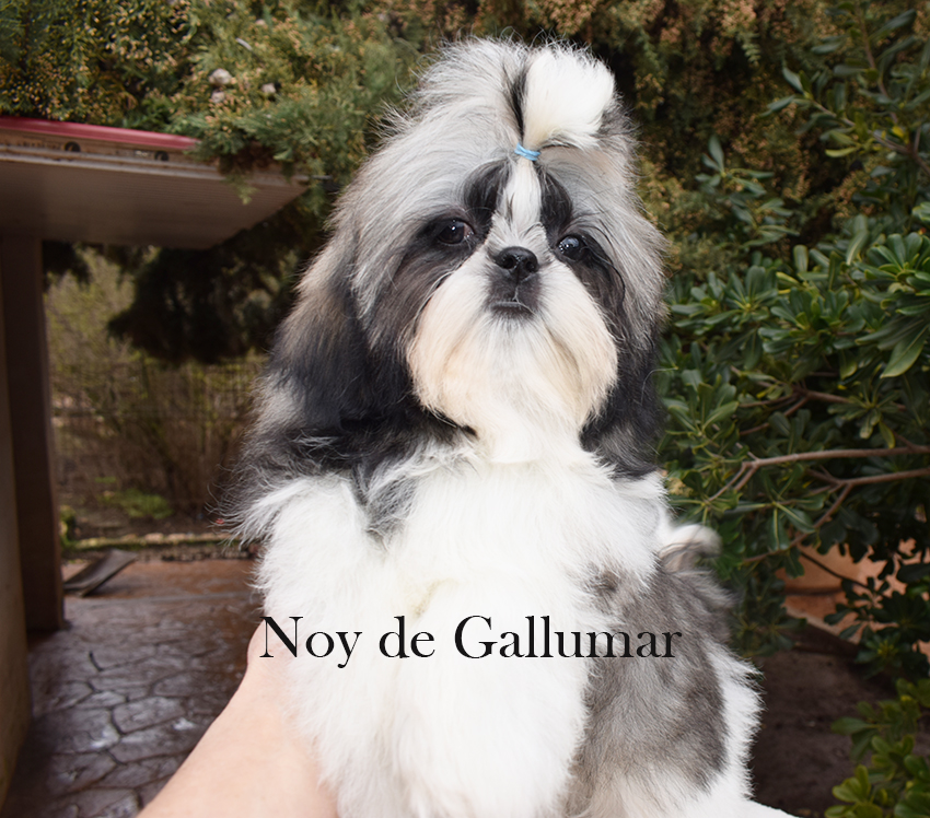 Noy de Gallumar