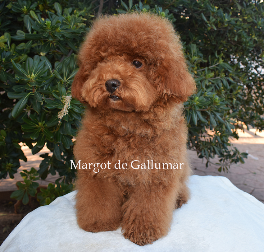 Cachorros caniche toy preciosos