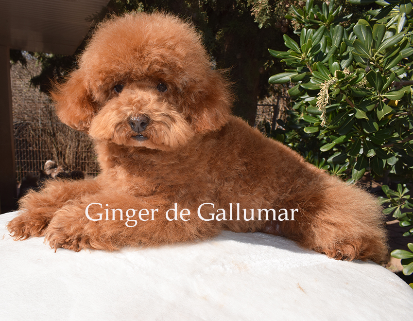 Cachorros caniche toy preciosos