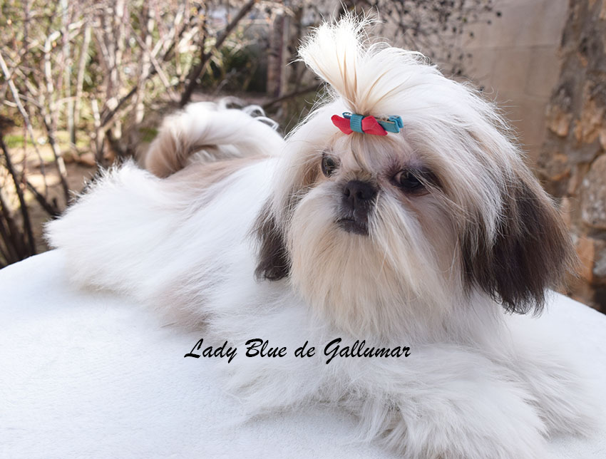 Shih Tzu sano y equilibrado criado en ambiente familiar