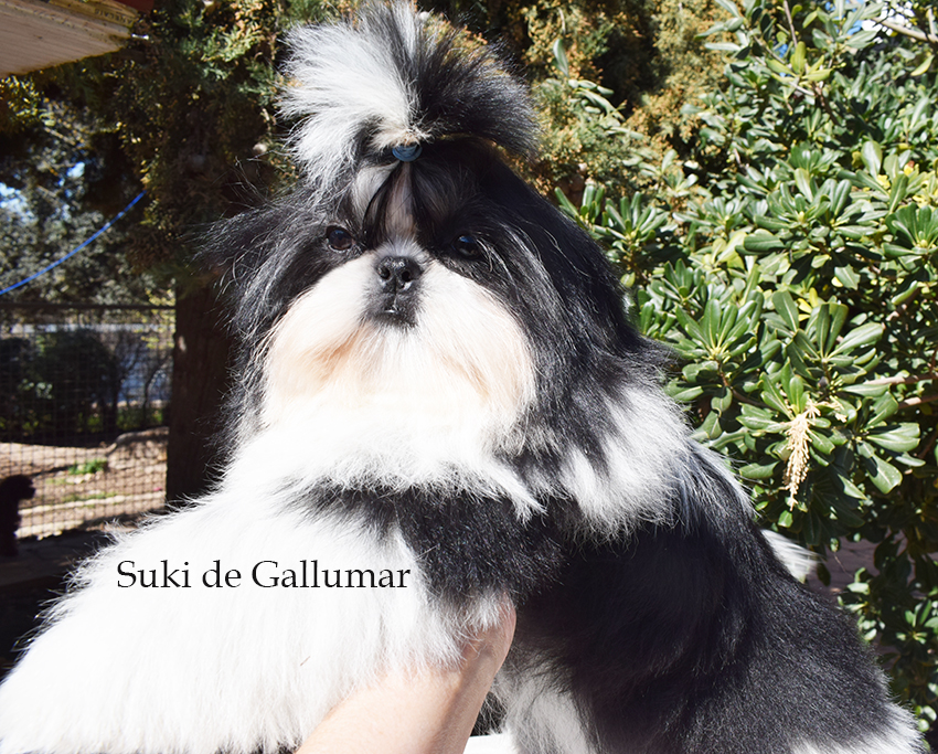 Suki de Gallumar