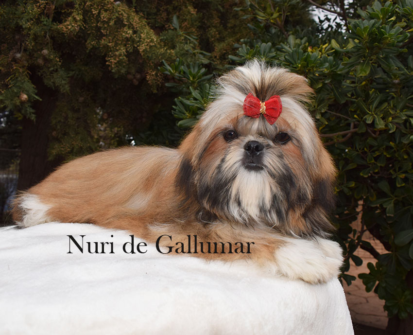 Cachorros de Shih tzu exclusivos