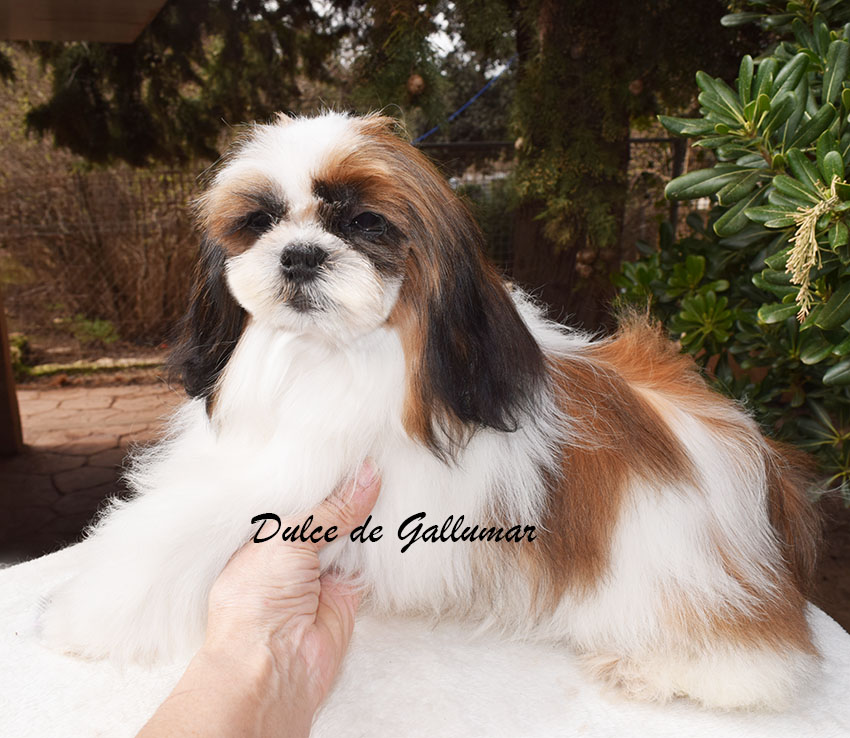 Cachorros de shih tzus exclusivos