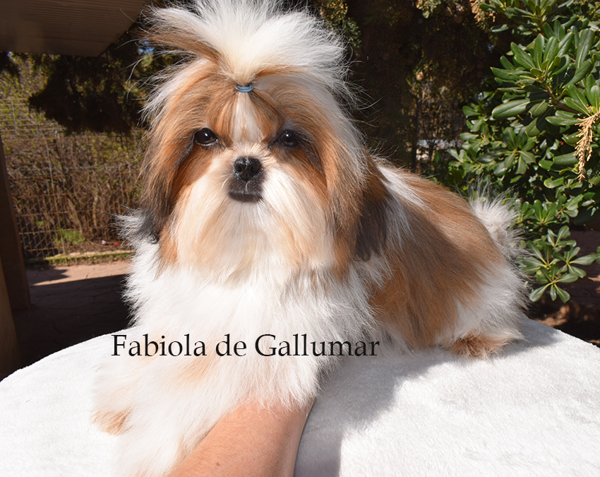 Cachorros de shih tzu exclusivos