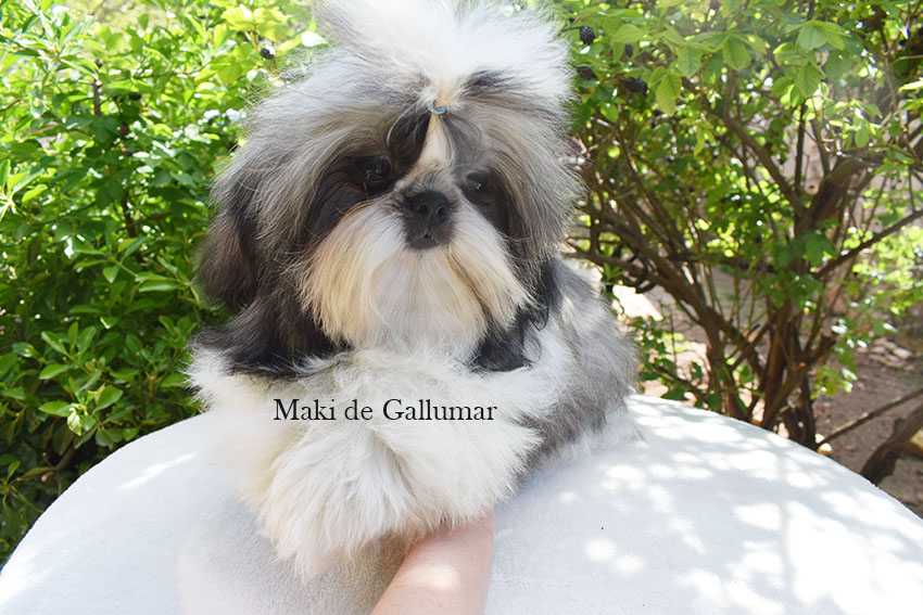 Cachorro Shih Tzu Gallumar Madrid