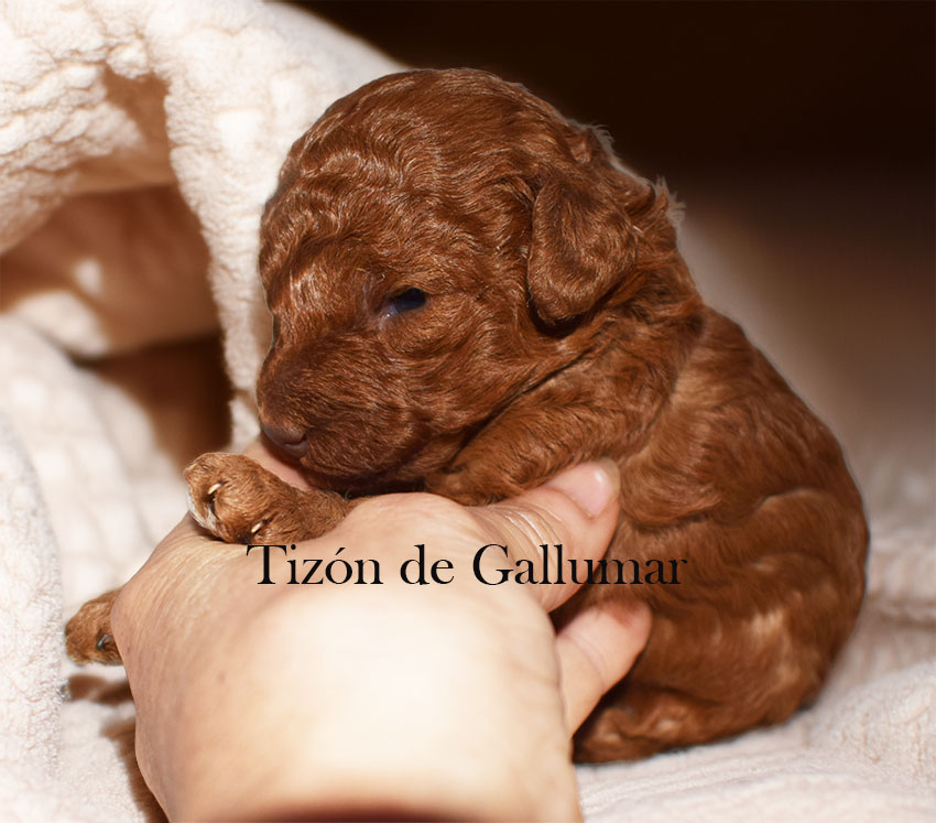 Cachorros Caniche Toy Rojo disponibles en Madrid Gallumar