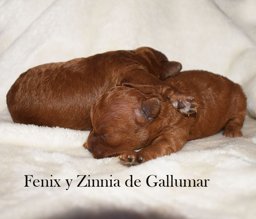Cachorros disponibles
