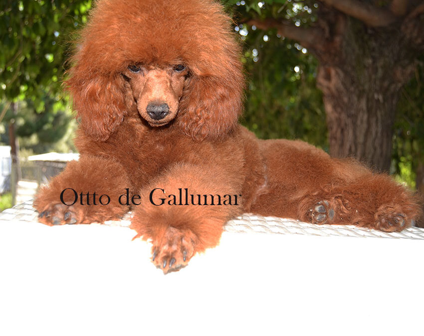 ¿El caniche toy suelta pelo?