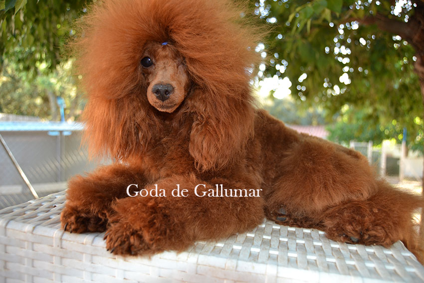 Goda de Gallumar — madre