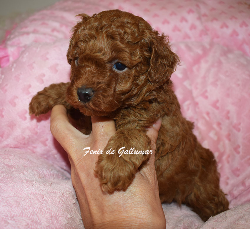 Cachorro Caniche Toy rojo machito nacido 18 abril 2026 Gallumar Madrid