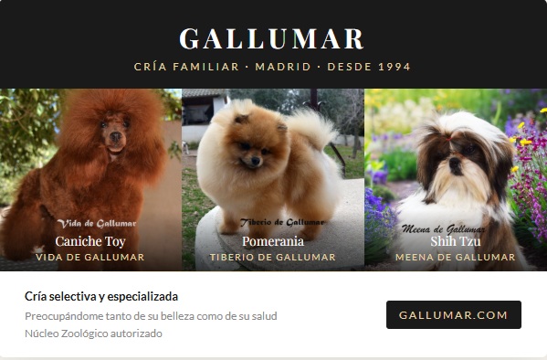 Blog sobre perros - Gallumar