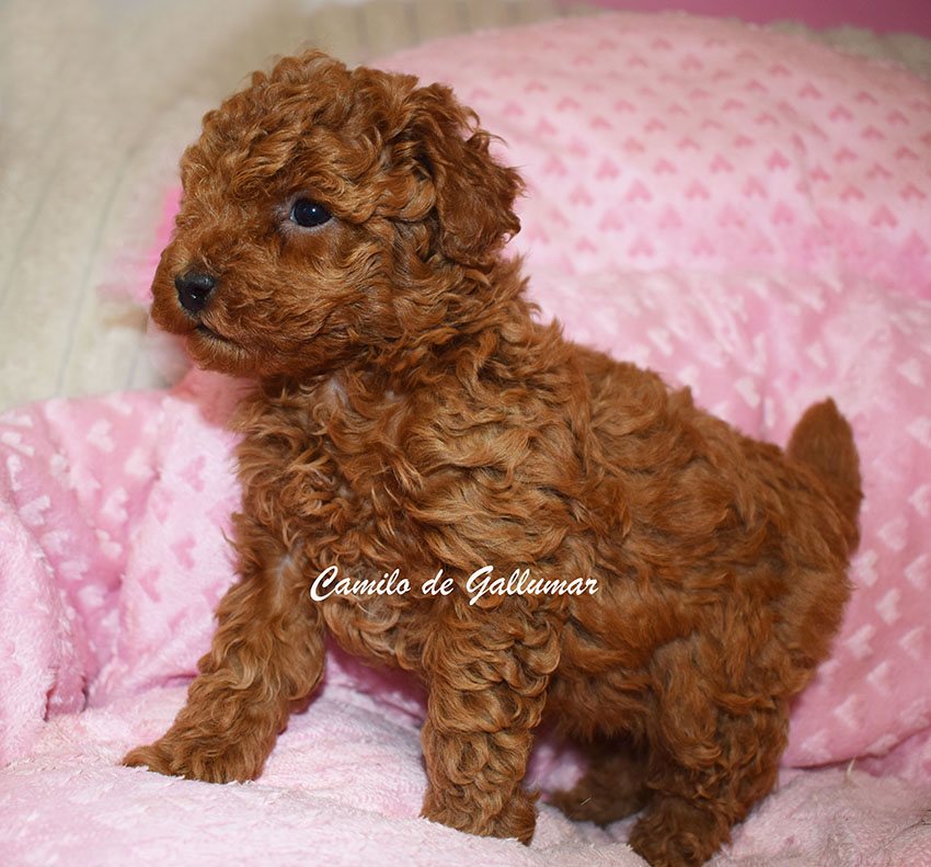 Cachorro Caniche Toy rojo disponible en Madrid – Gallumar