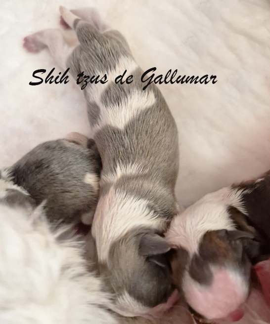 Cachorros shih tzus exclusivos