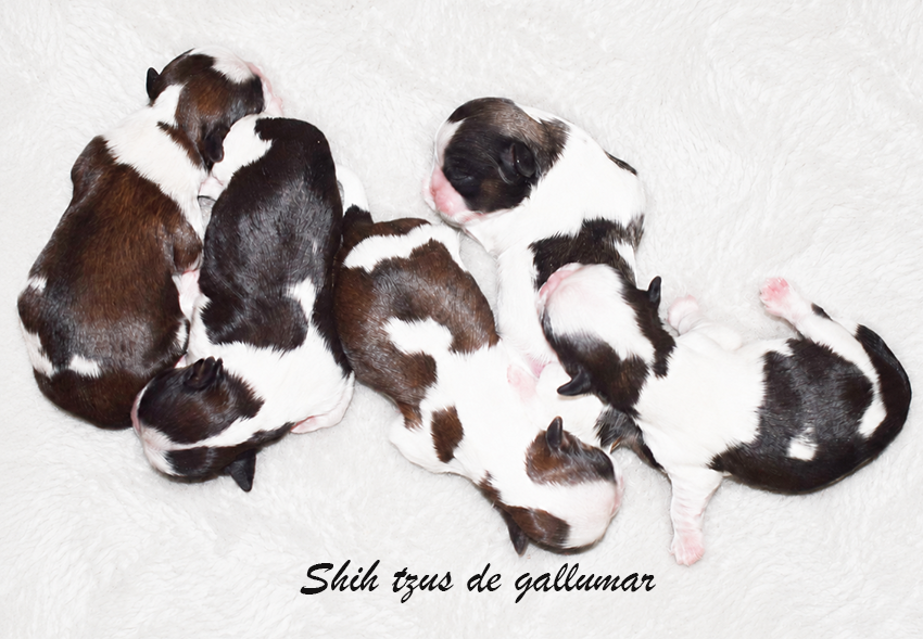 Cachorros de shih tzus exclusivos