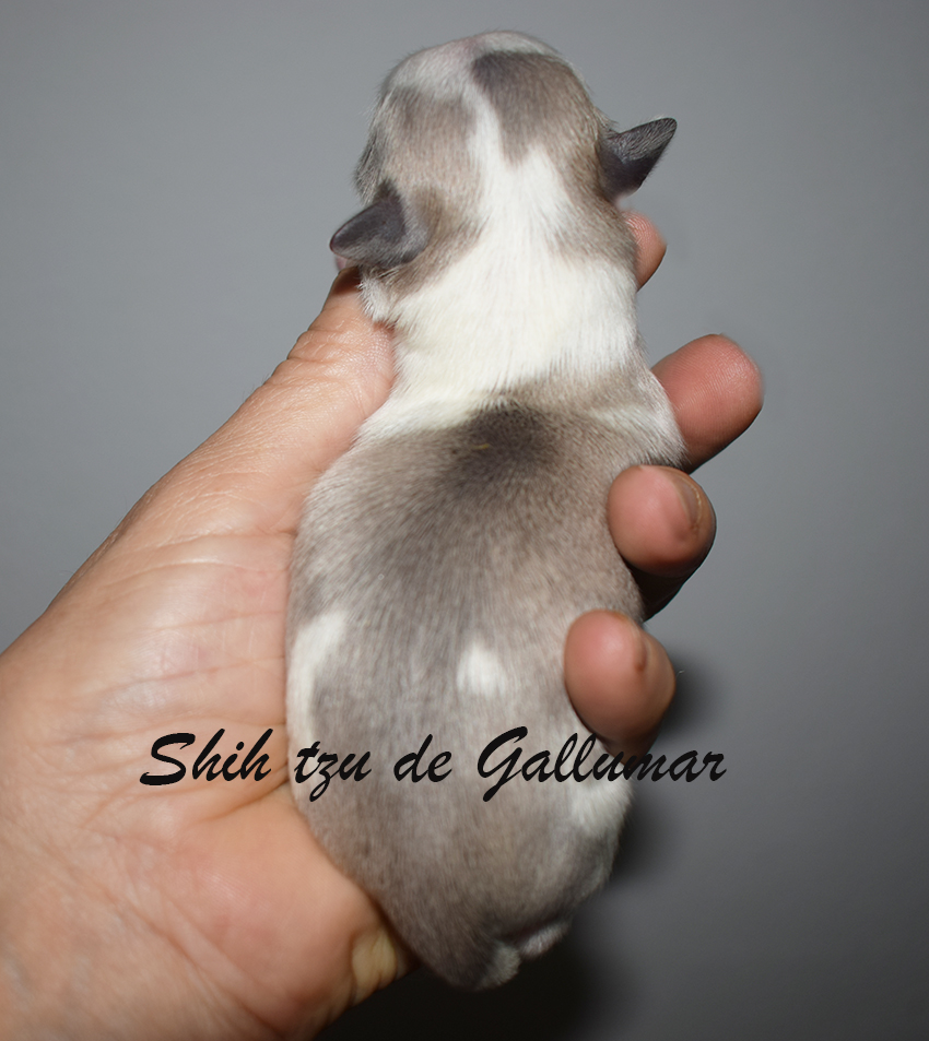 Cachorros shih tzus exclusivos