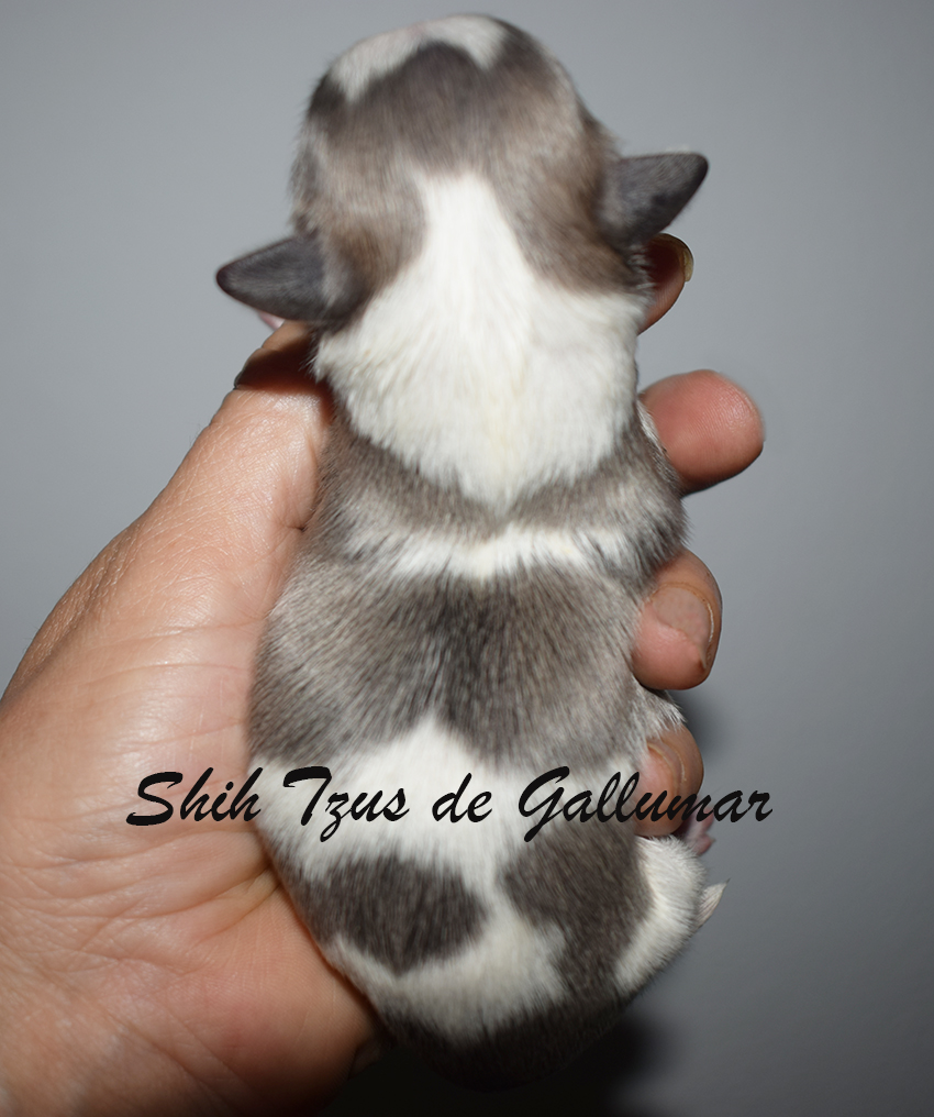 Cachorros shih tzus exclusivos