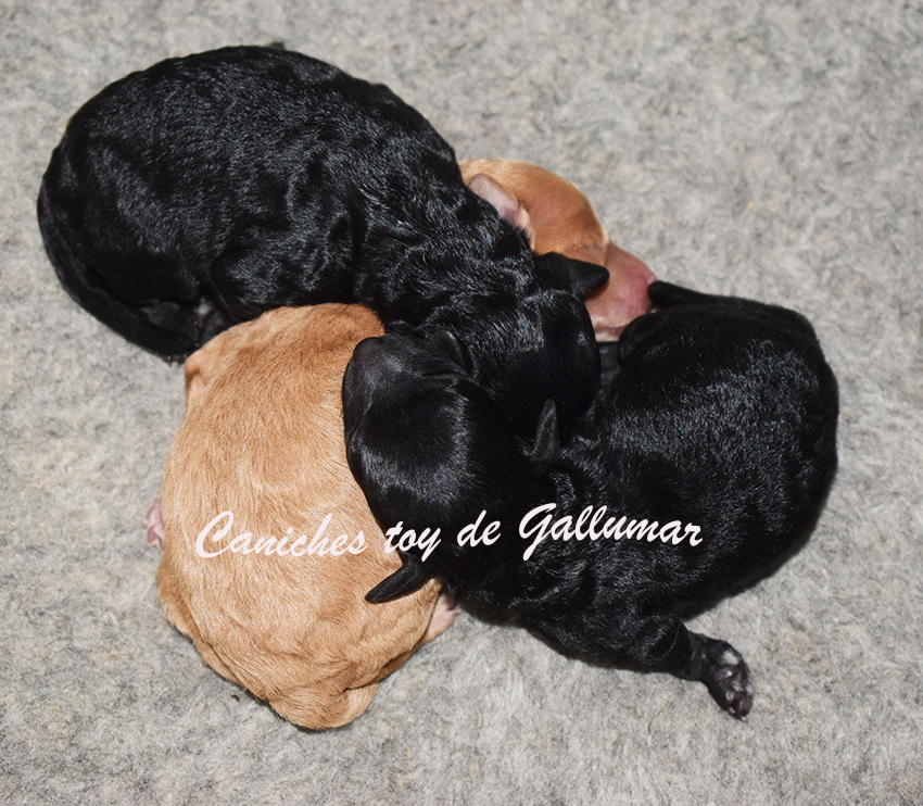cachorros caniche toy preciosos