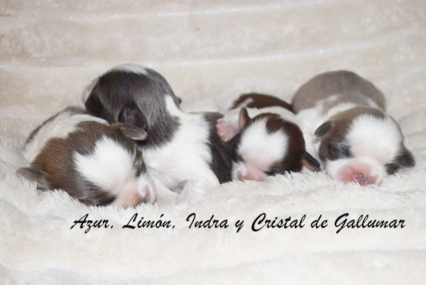 Cachorros de shih tzus exclusivos