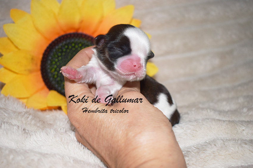 Cachorros de shih tzus exclusivos