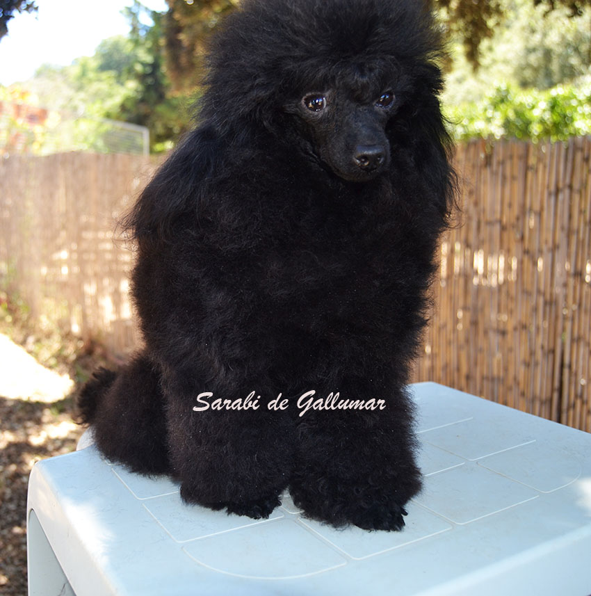 Hembras de caniche toy rojo