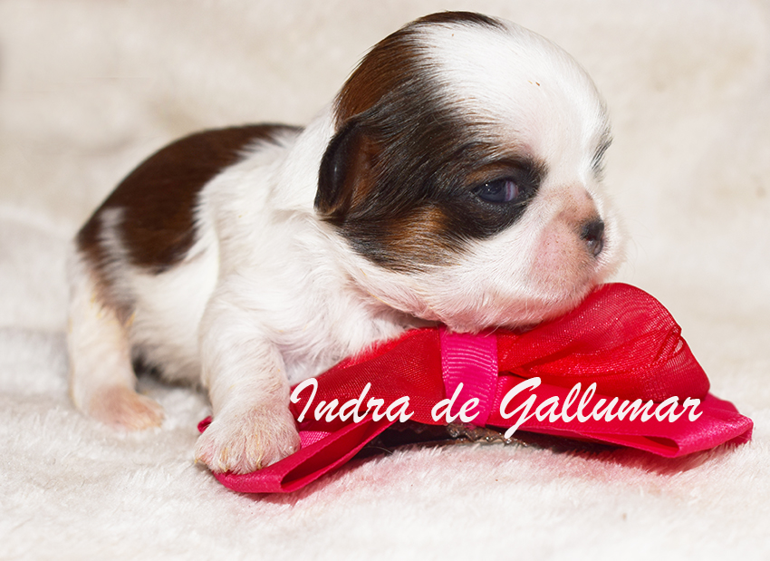 Cachorros de Shih tzus exclusivos