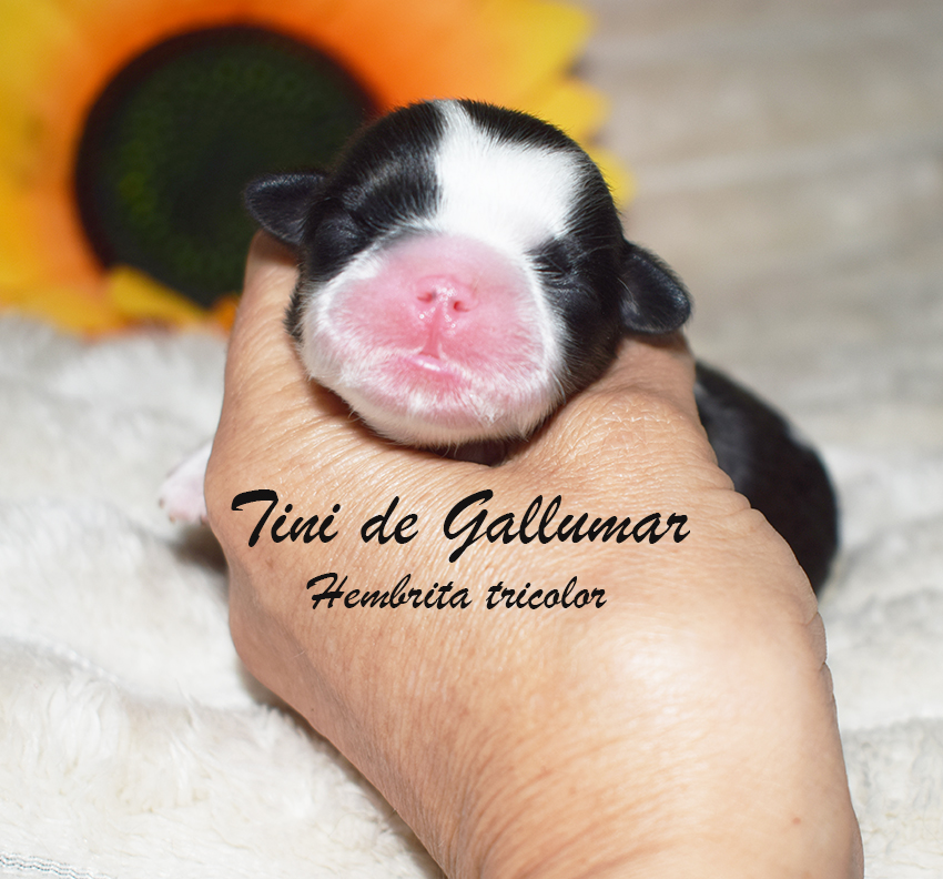 Cachorros de shih tzus exclusivos