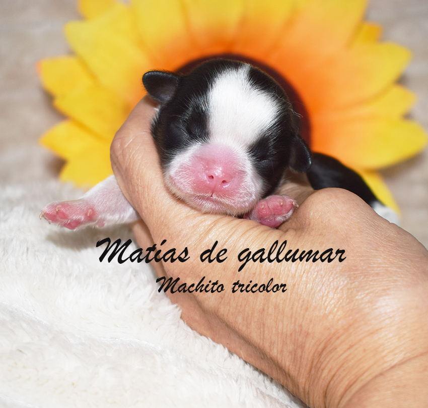 Cachorros de shih tzus exclusivos