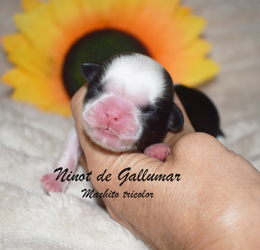 Cachorros de shih tzus exclusivos
