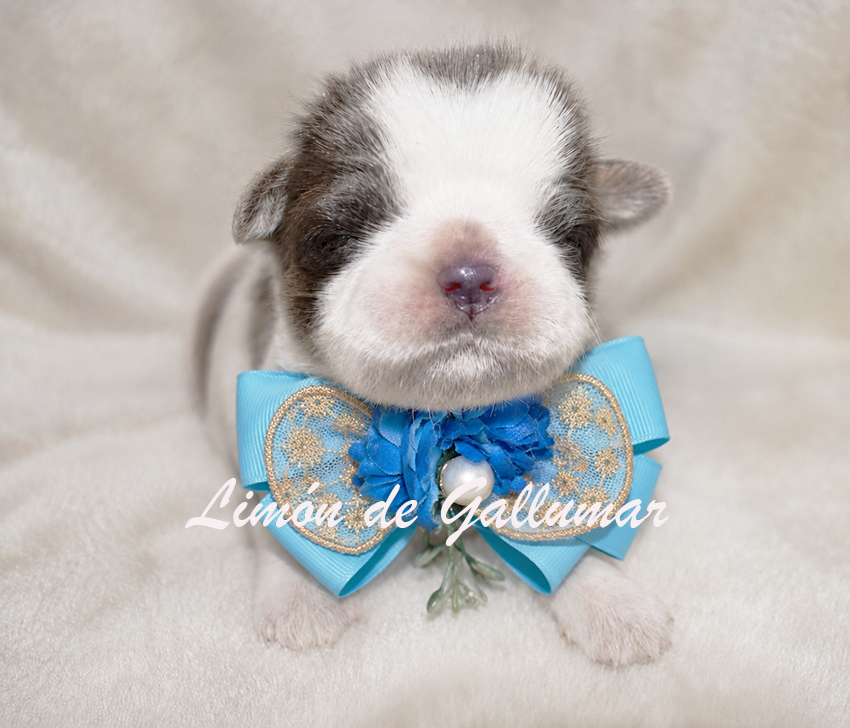 Cachorros de shih tzus exclusivos