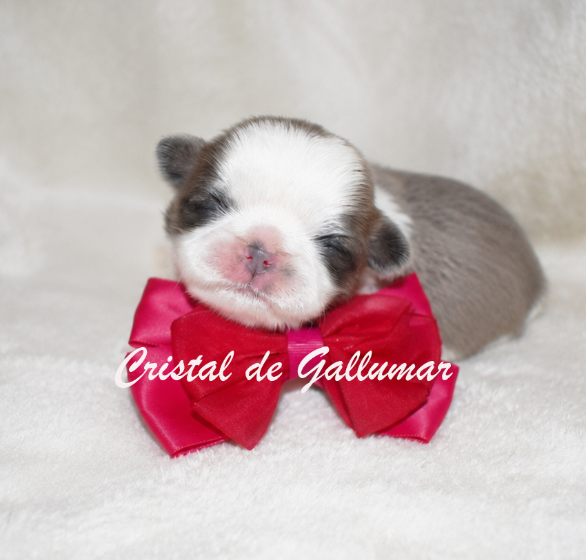 Cachorros de Shih tzus exclusivos