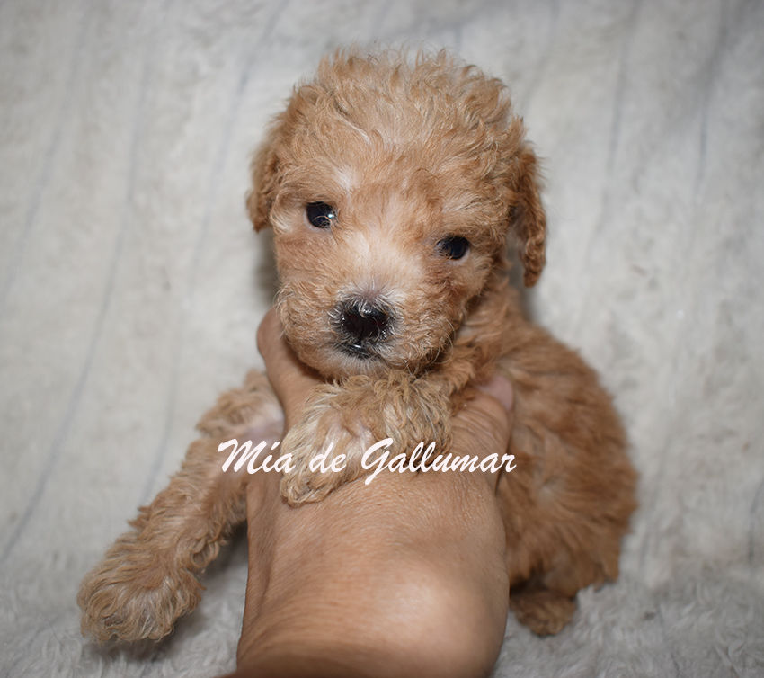 Cachorros de caniche toy preciosos