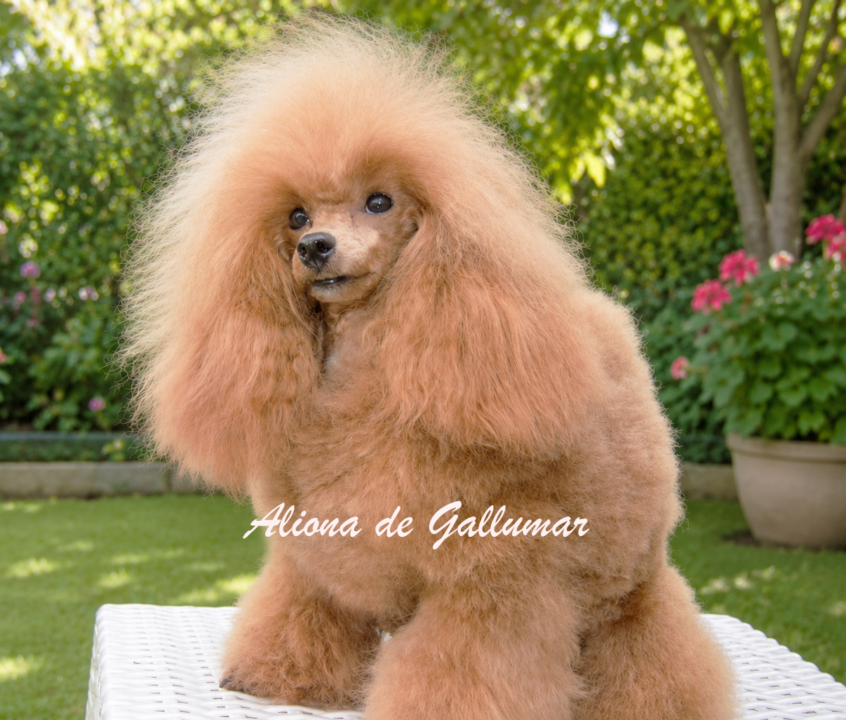 Cachorros de caniche toy preciosos
