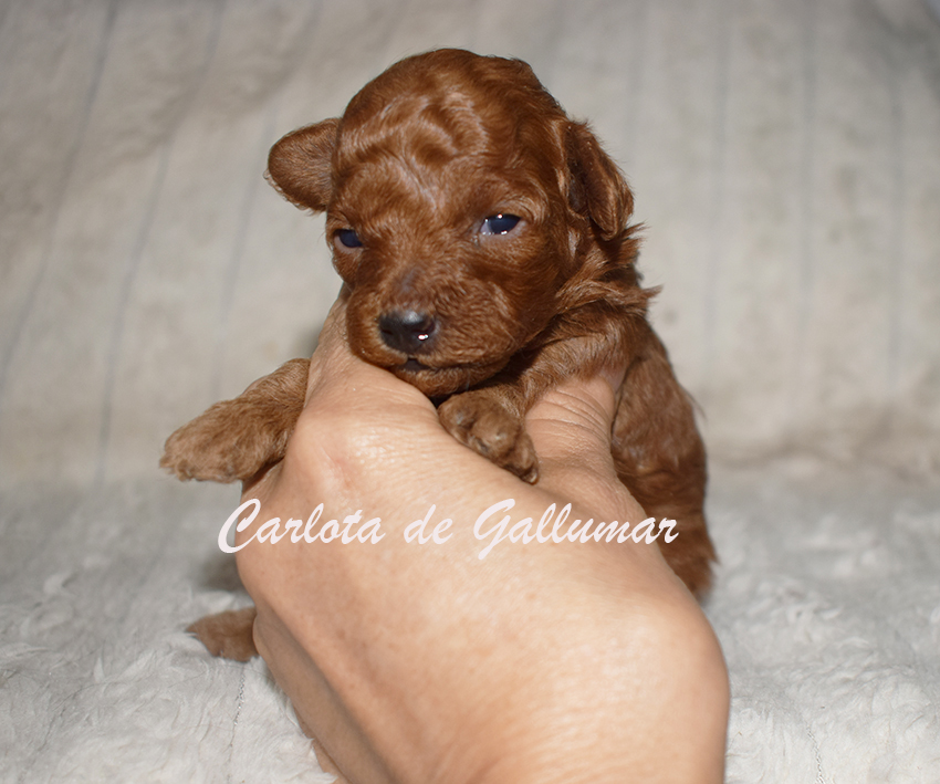 Cachorros de caniche toy preciosos
