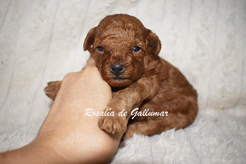 Cachorros de caniche toy preciosos
