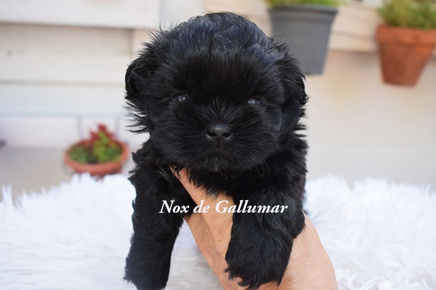 Cachorros de Shih Tzu exclusivos