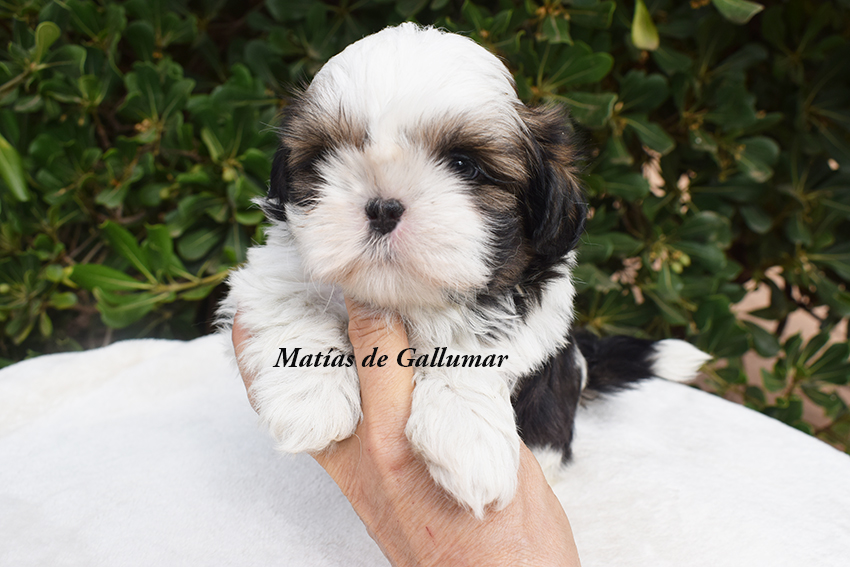 Cachoros de shih tzus exclusivos