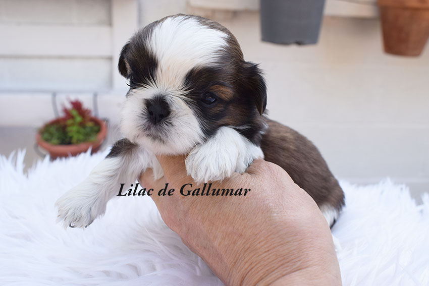 Cachorros de shih tzu exclusivos