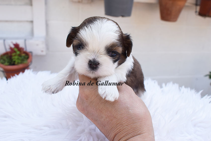 Cachorros de Shih tzo exclusivos