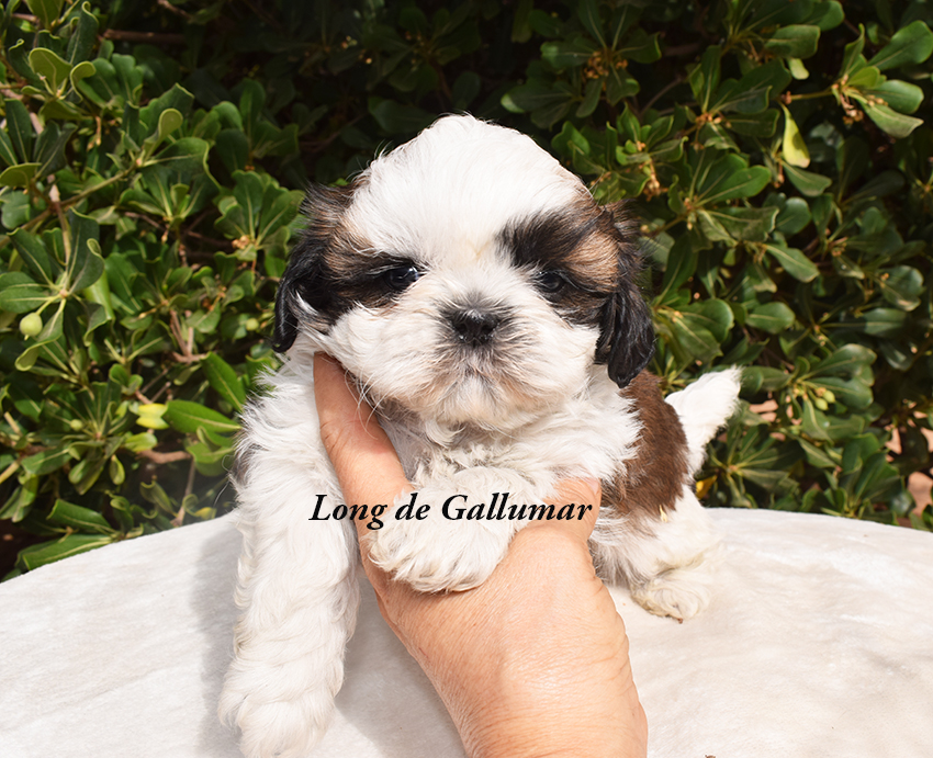 Cachorros de shih tzus exclusivos