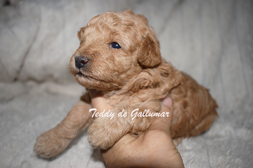 Cachorros de Caniche toy preciosos