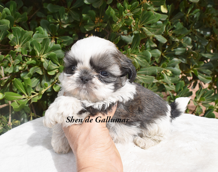 Cachorros de shih tzus exclusivos