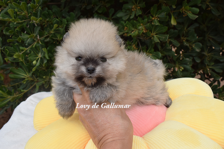 Cachorros de pomerania miniatura preciosos