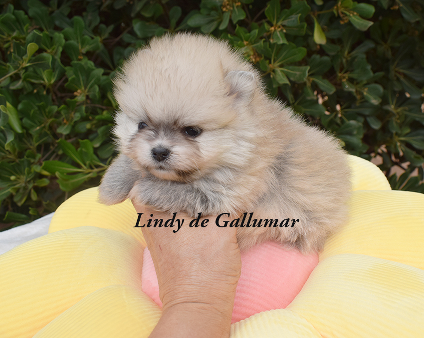 Cachorros de pomerania miniatura preciosos