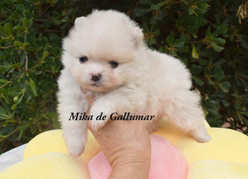 Cachorros de pomerania miniatura preciosos