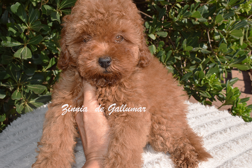 Cachorros de caniche toy preciosos