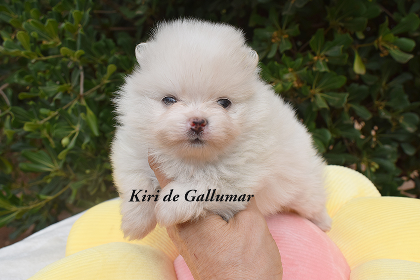 Cachorros de pomerania miniatura preciosos