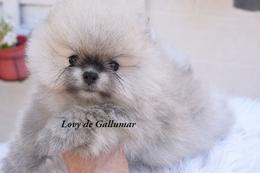 Cachorros de Pomerania Miniatura preciosos