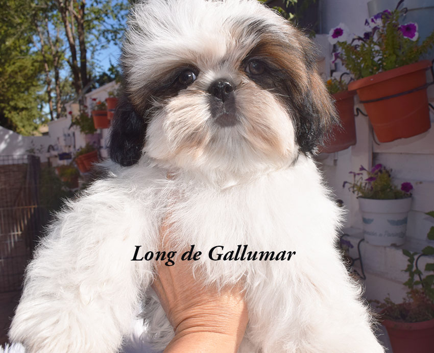 Cachorros de Shih Tzu exclusivos